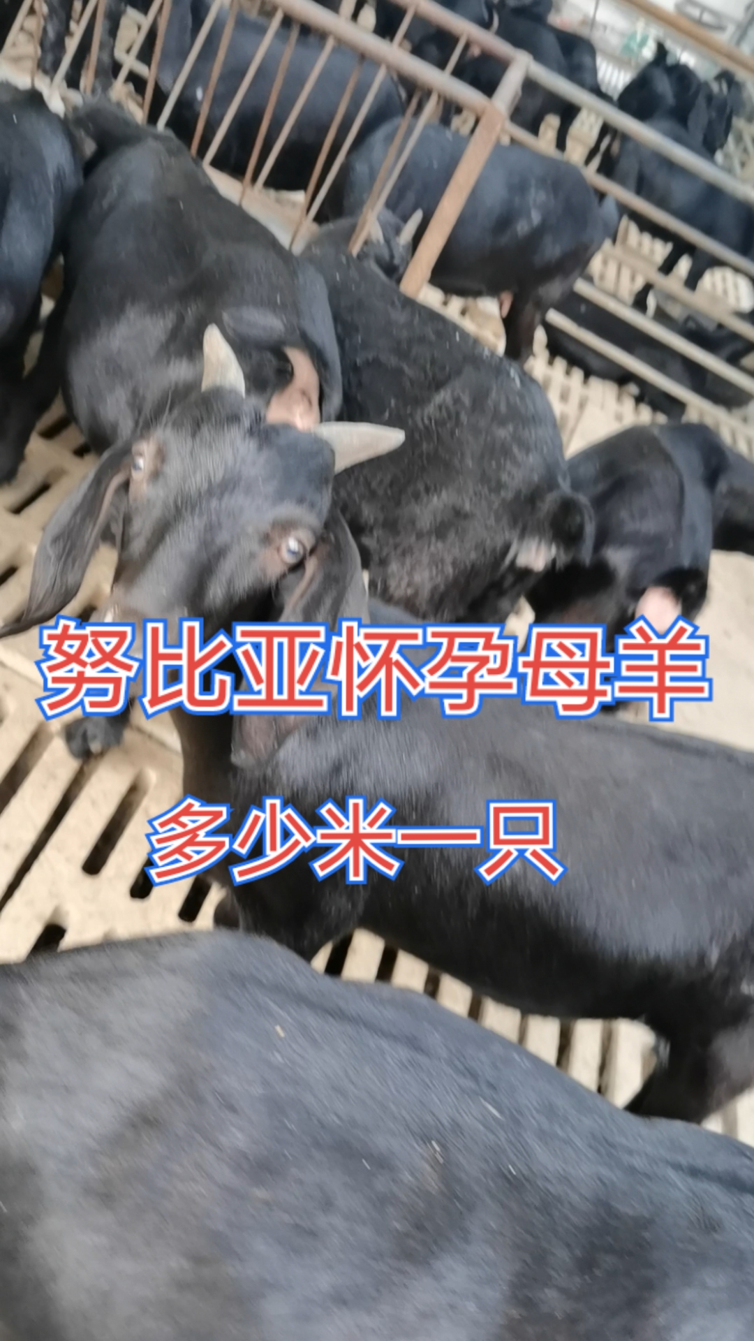 努比亚黑山羊#努比亚怀孕母羊,多少只一只,视频面对面挑选,全国发 ..