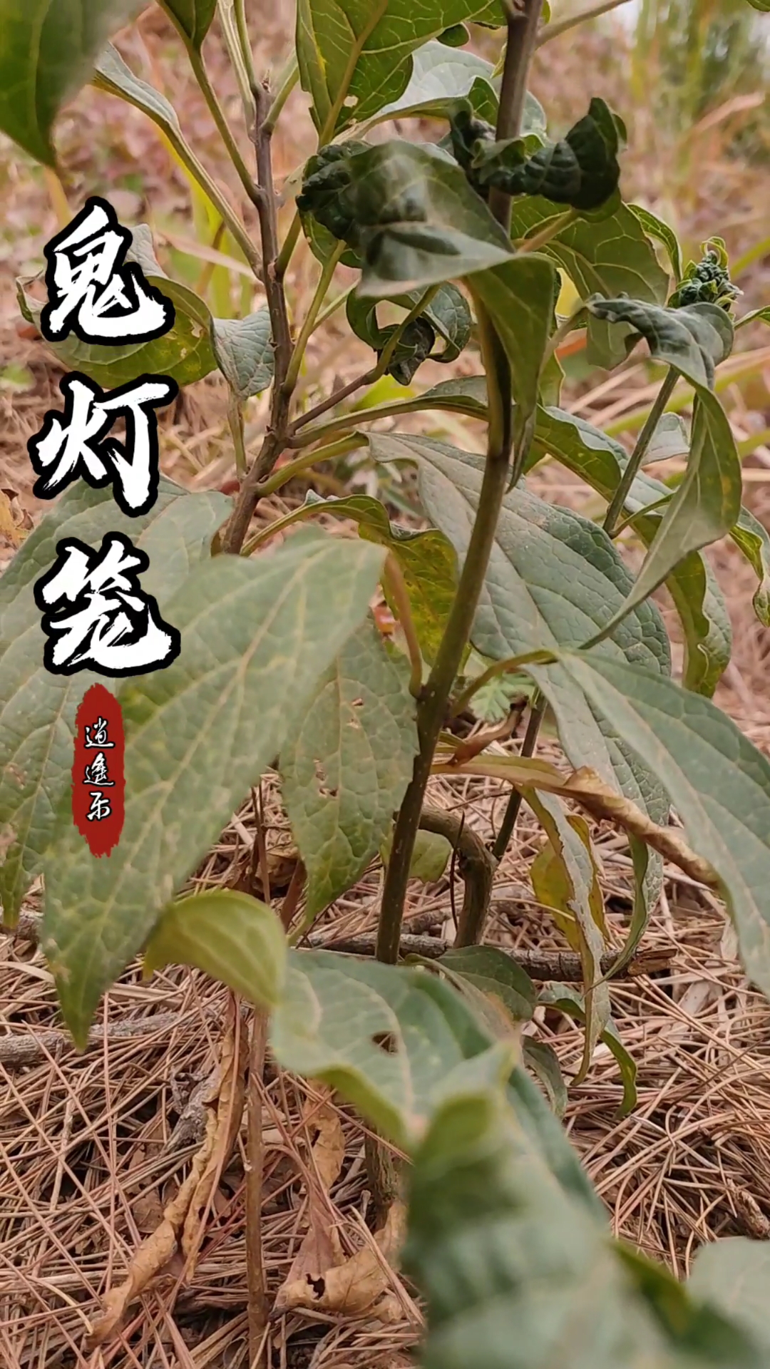 认识中草药#百草中药之鬼灯笼