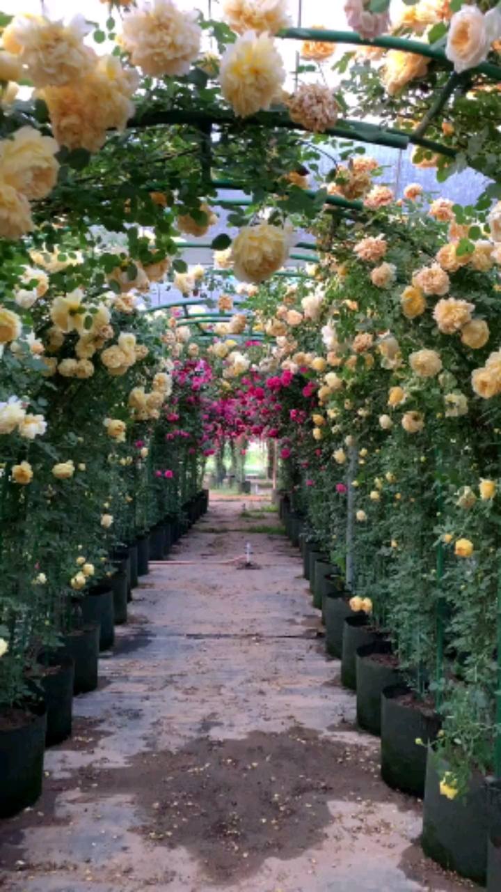 藤本月季拱门造型多季循环开花