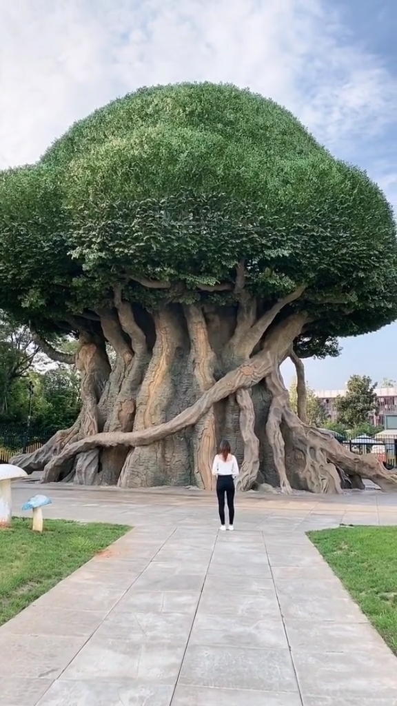 全民正能量#神奇!神奇!千年的发财树!见者发财!