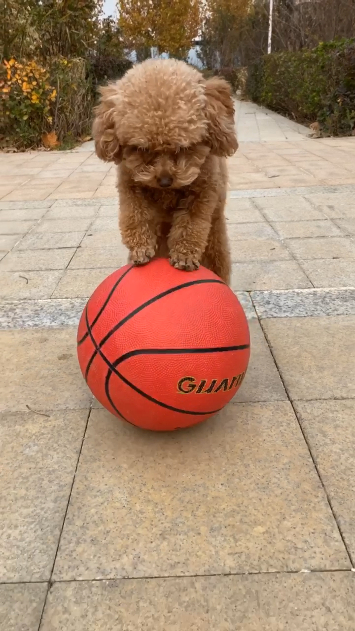 我家萌宠成精了#今天教狗子打篮球看了一遍就学会了.