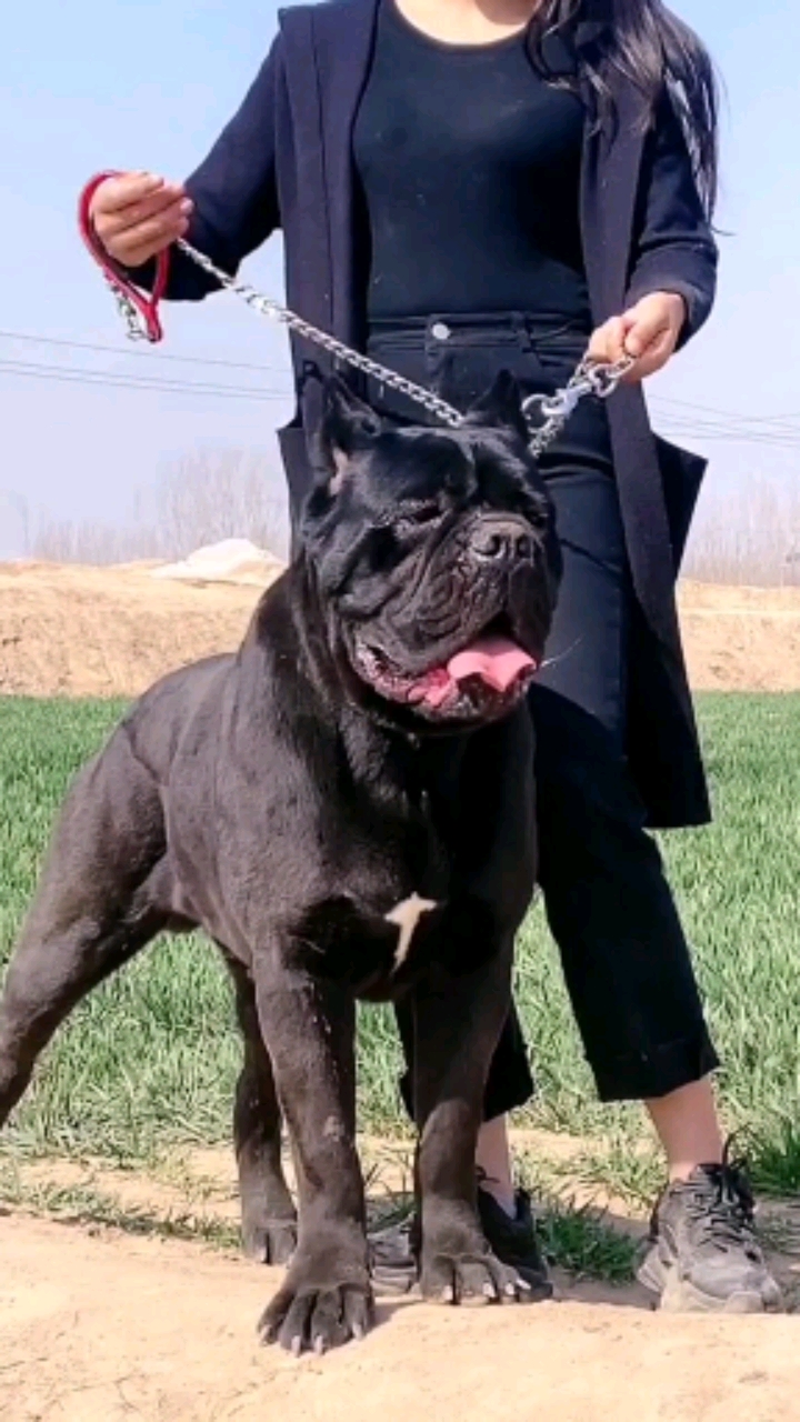 一品护卫卡斯罗犬,意大利獒犬,忠诚勇敢,沉稳冷静