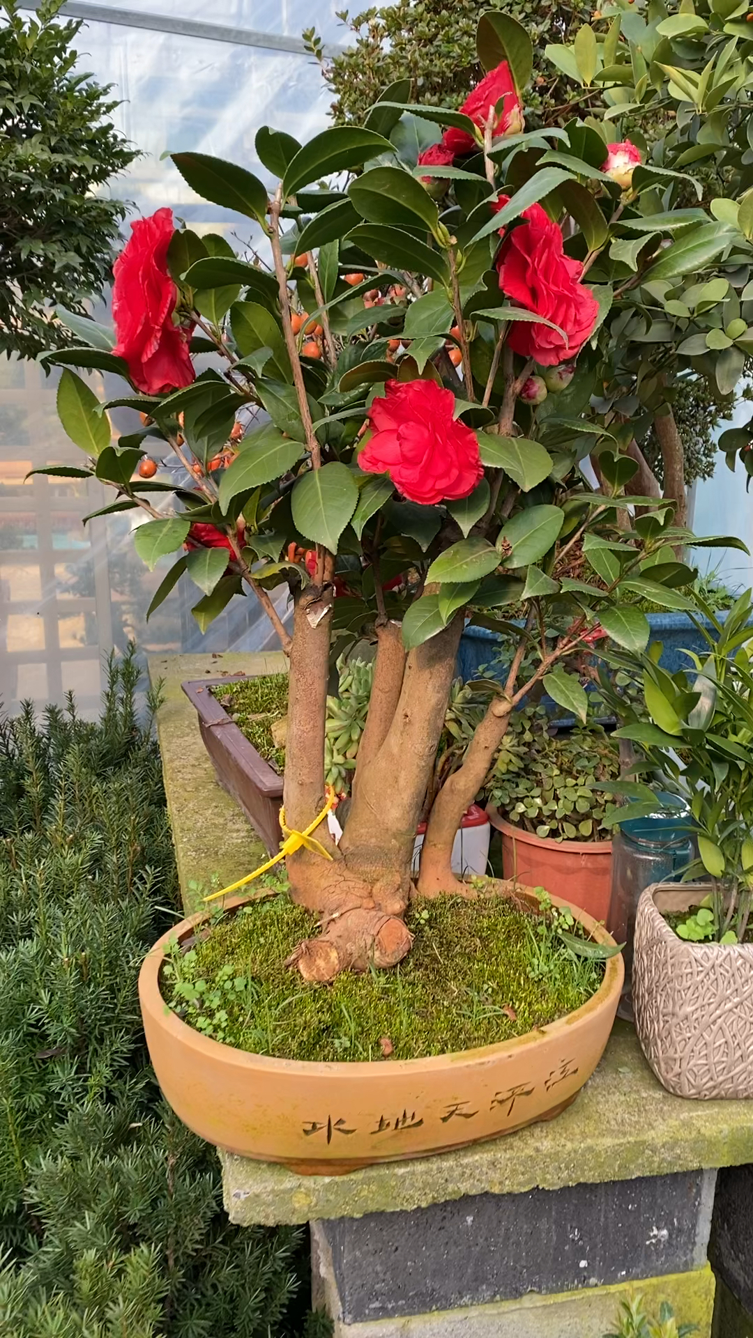 茶花开花花开富贵