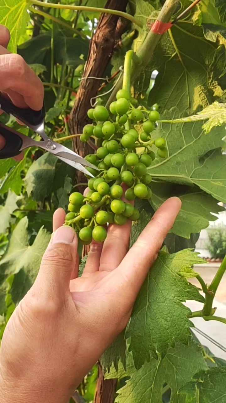 服务三农,服务百姓#葡萄膨大期处理