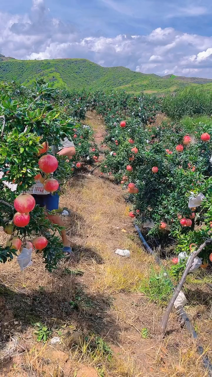 大凉山突尼斯软籽石榴成熟了每一个都是颗粒饱满汁水充足的