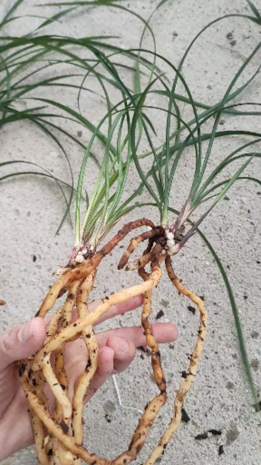 兰花#莲瓣兰墨血,高品质苗情让人流口水-度小视