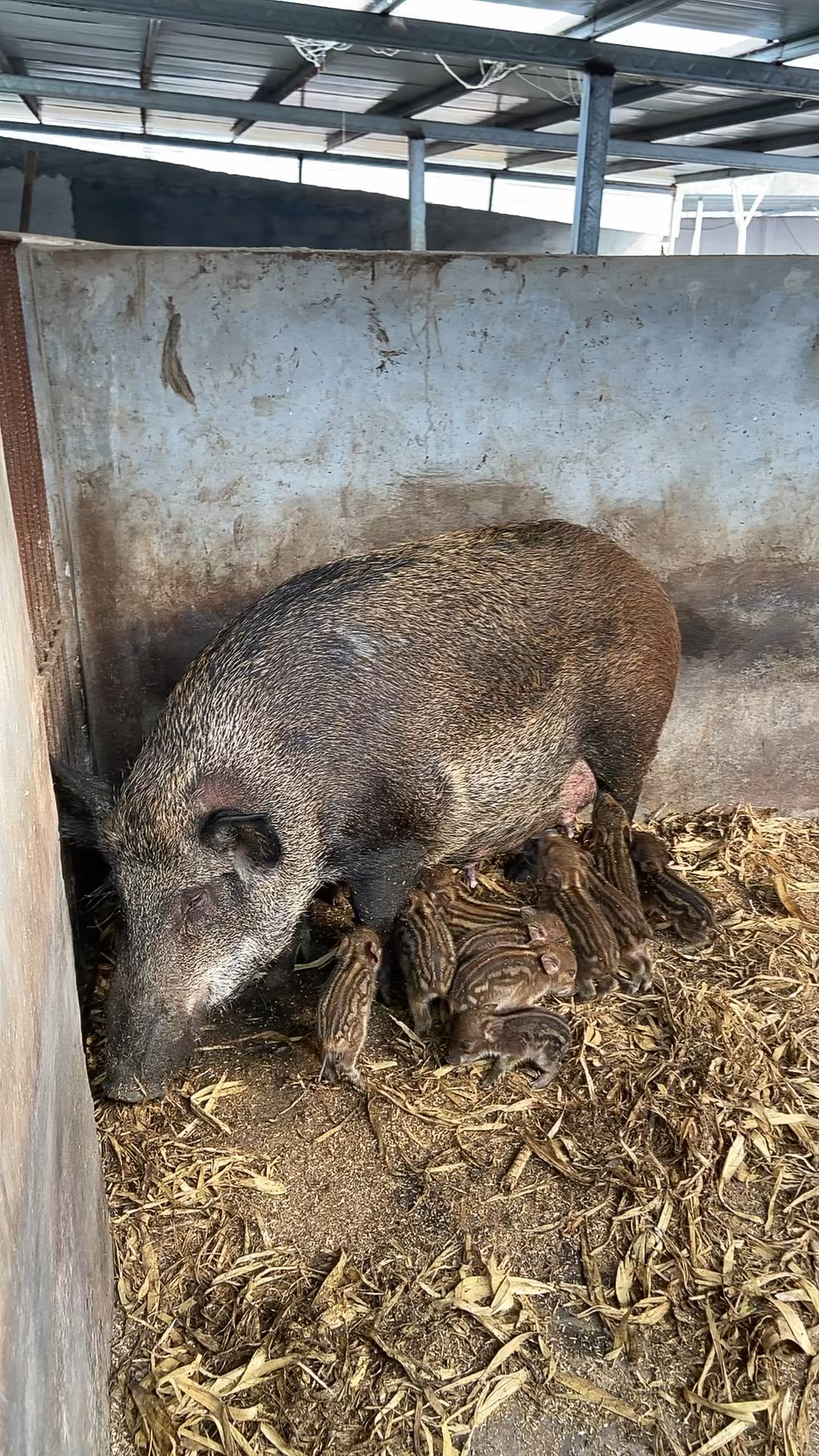 农村野猪苗养殖哪里有卖