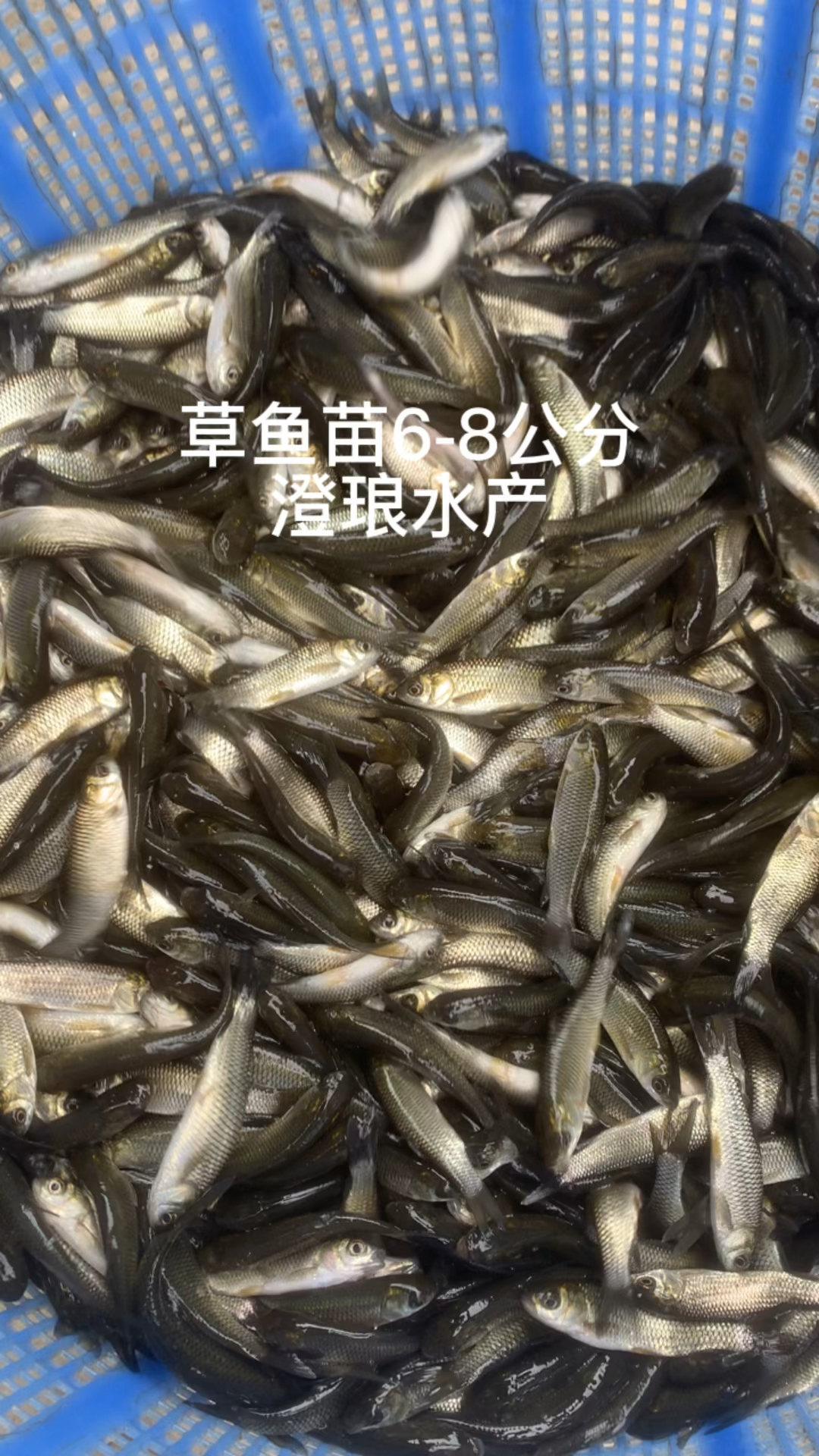 草鱼苗长江草鱼苗