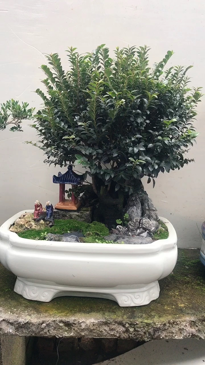 独杆小叶紫檀盆景四季常青夏天开花结果