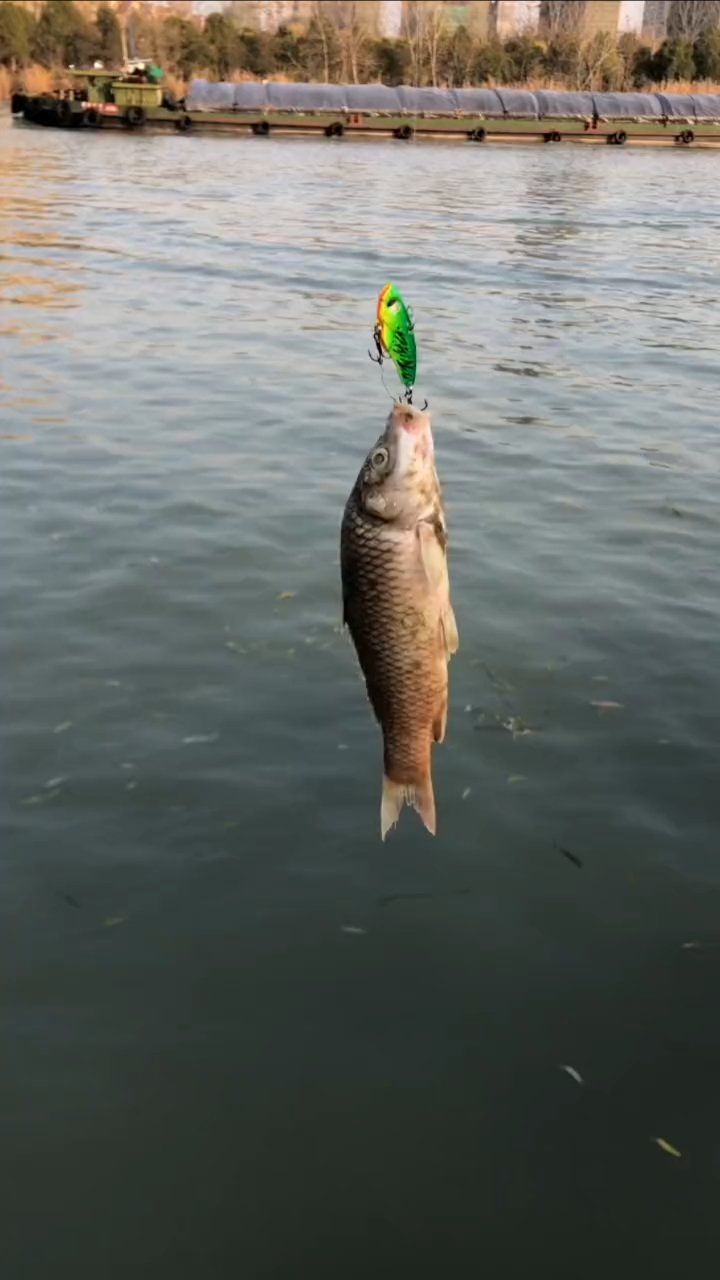 路亚日记vib正口死鱼太诡异了