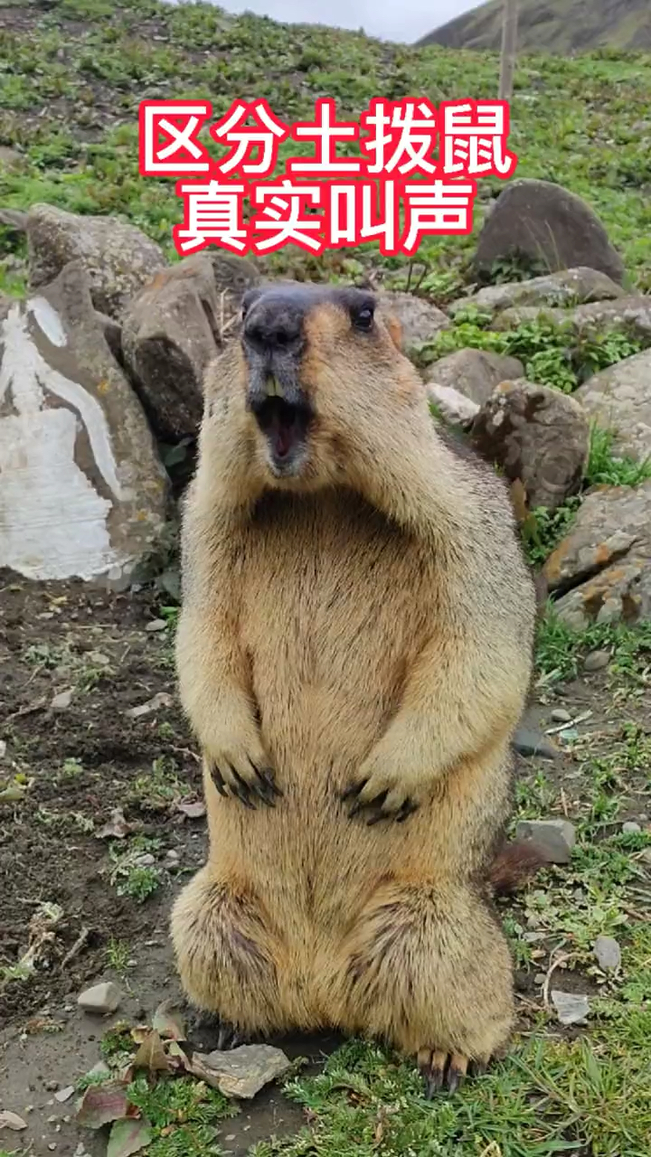 土拨鼠你知道土拨鼠是怎么叫的吗