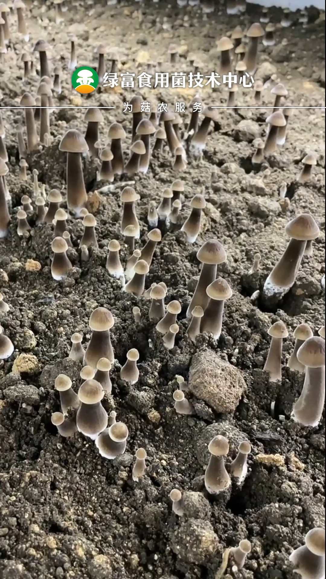 黑皮鸡枞菌#黑皮鸡枞菌种植栽培技术,黑皮鸡枞菌的种植技术与估理