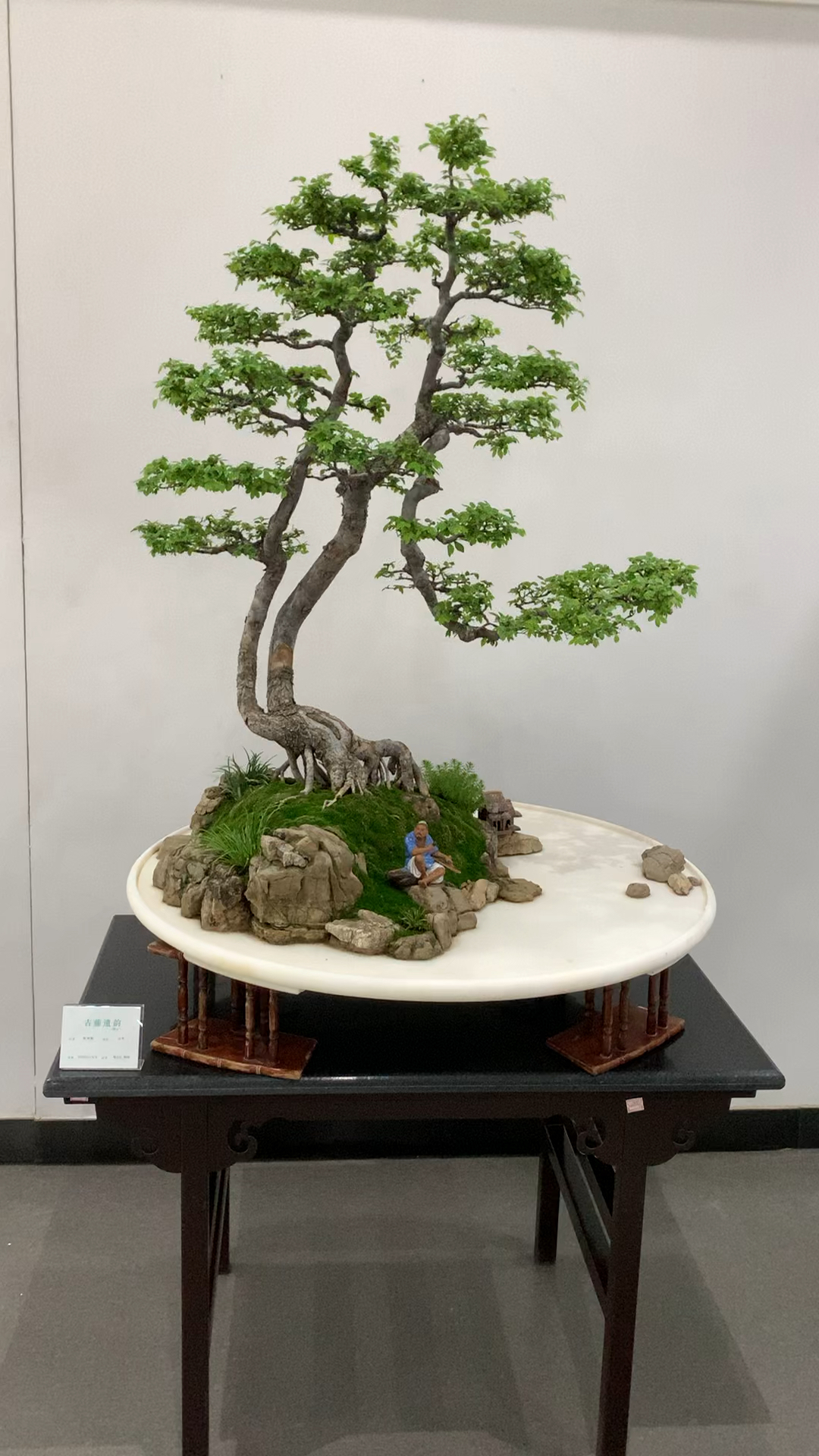 最佳创意,水旱盆景,品种榆树