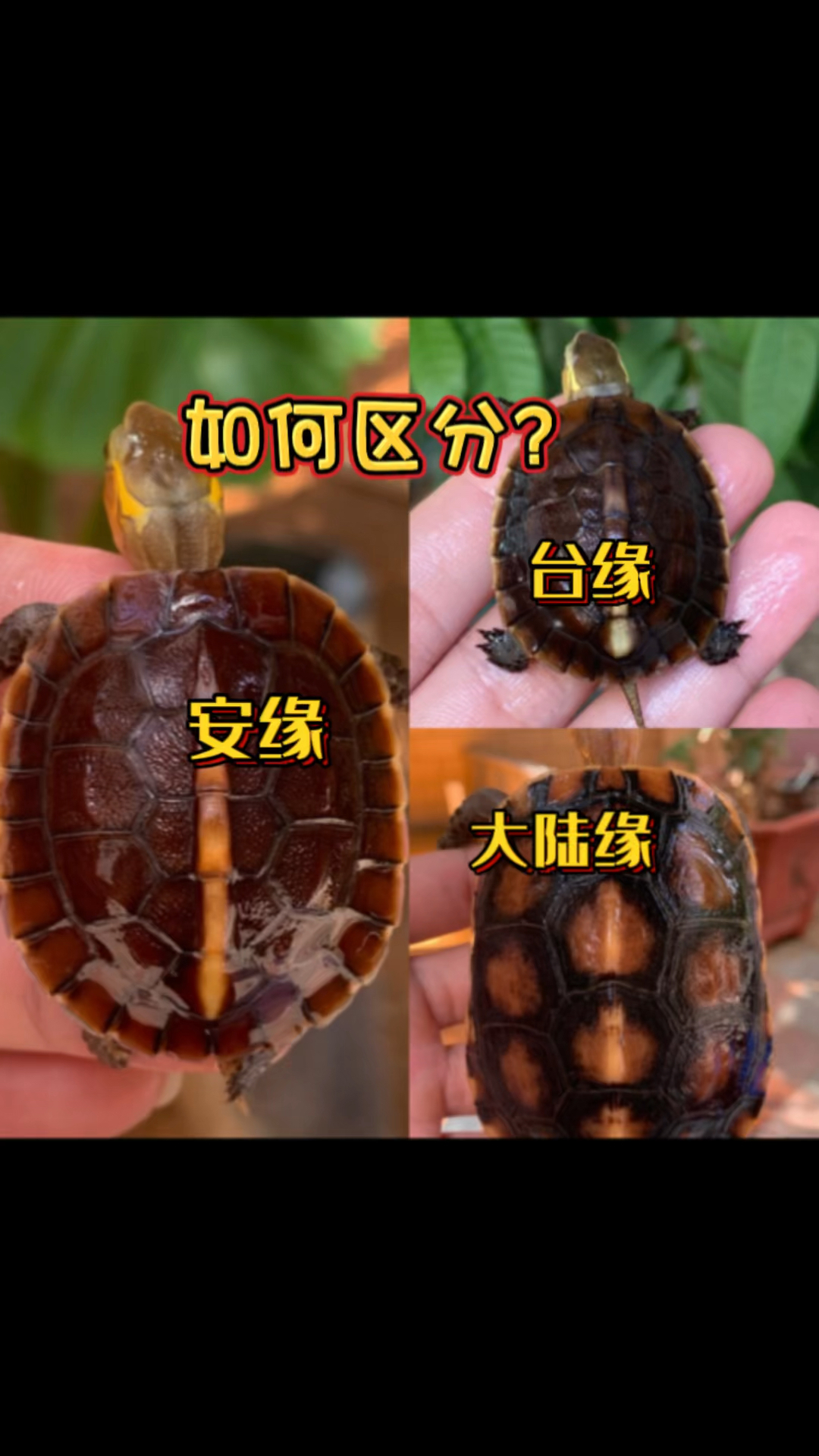 皖南安缘黄缘闭壳龟你会区分黄缘的种类吗怎么分辨安缘大陆缘和台缘呢