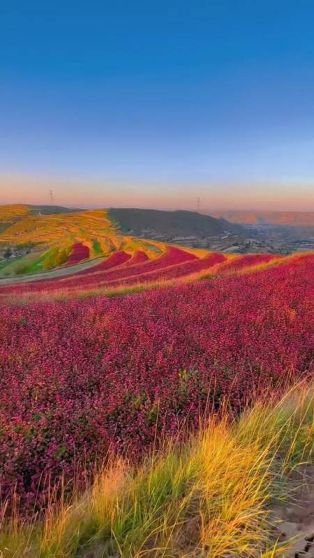乡村生活#荞麦红了,从山顶望去五颜六色,太美了-度小视