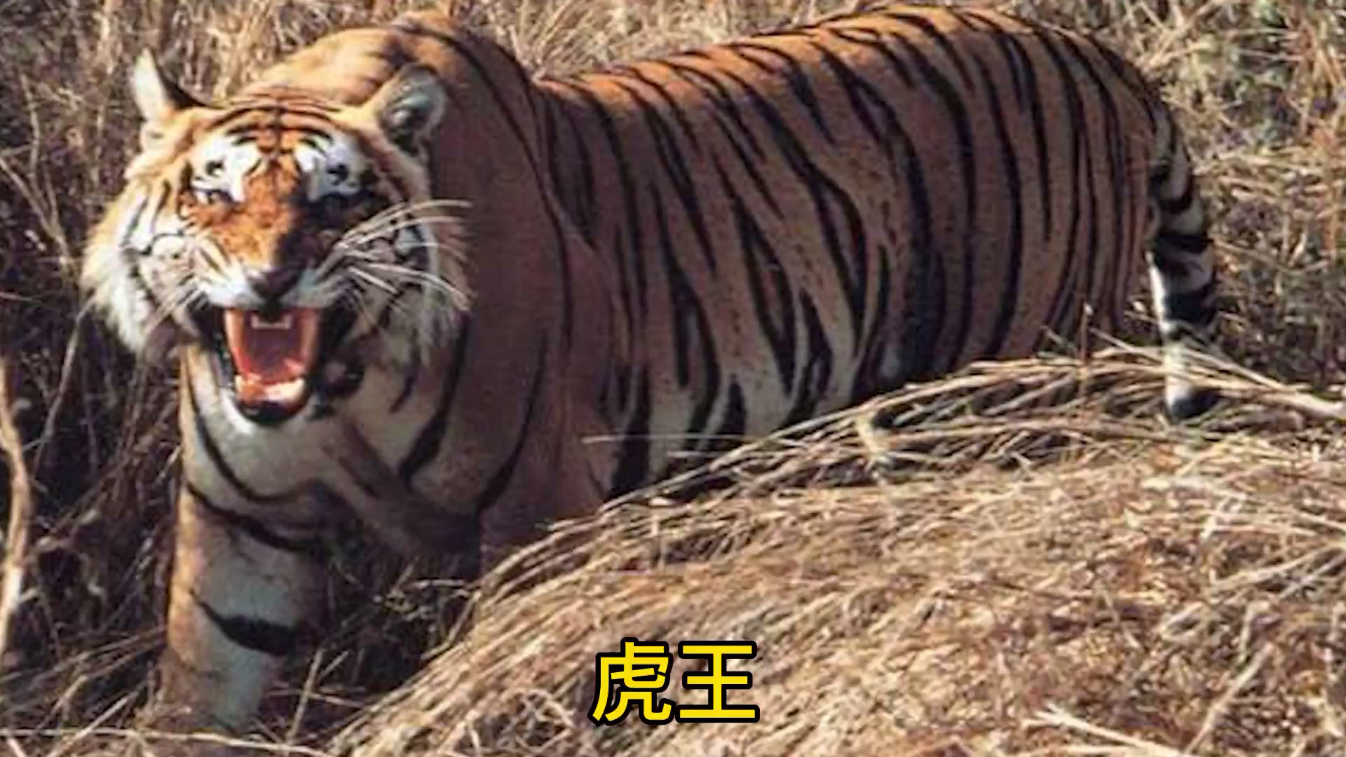 动物世界历代虎王结局虎王查吉尔085拉贾