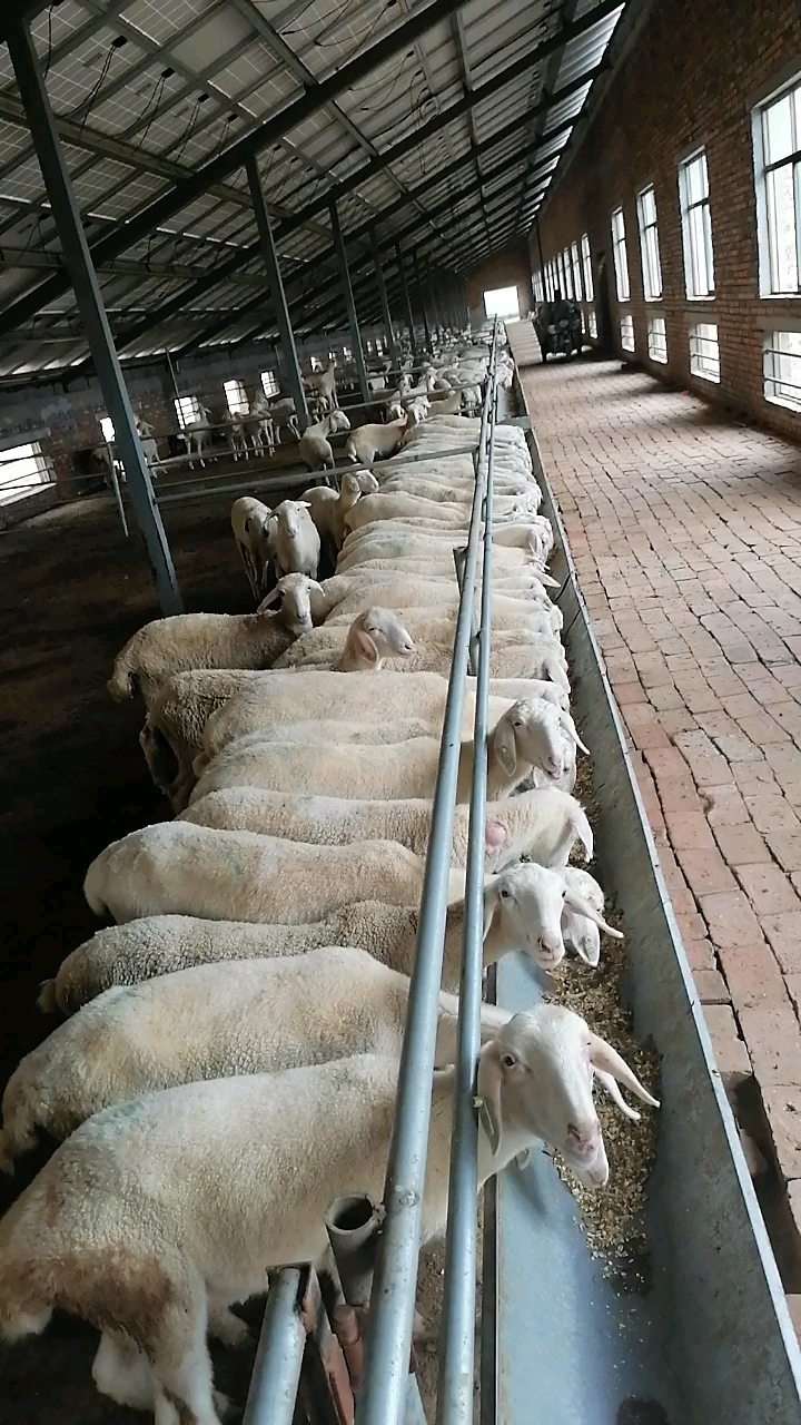 纯种湖羊头胎怀孕母羊,繁殖母羊