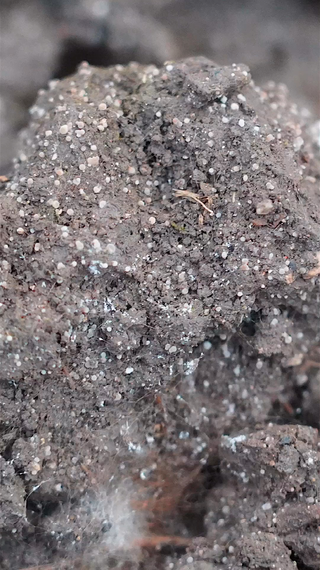 羊肚菌#羊肚菌种植,原基密度不错,控制好温湿度可能出现特高产