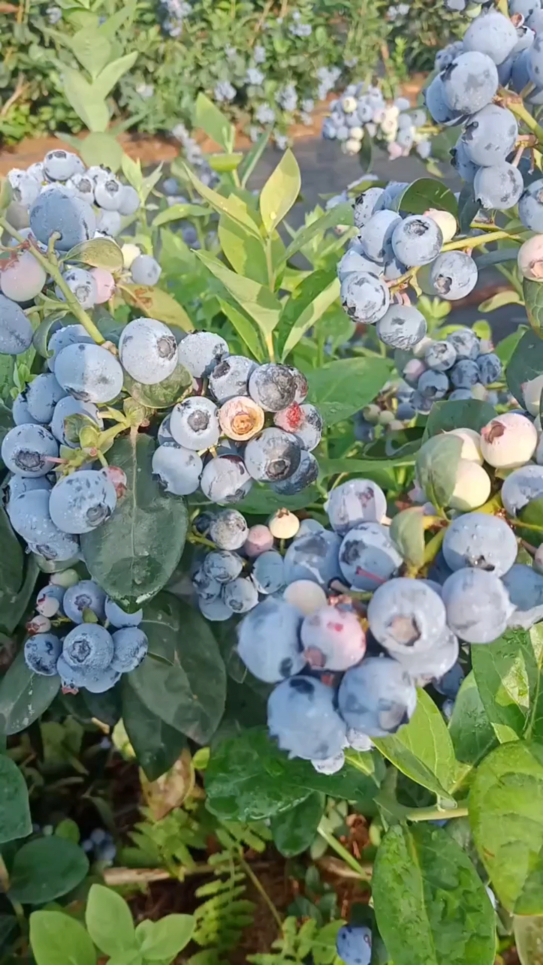 法新蓝莓苗基地,南高丛蓝莓苗品种