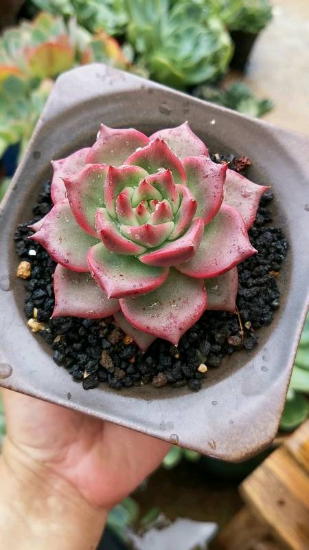 阿姆斯壮美美的红色,期待秋天.