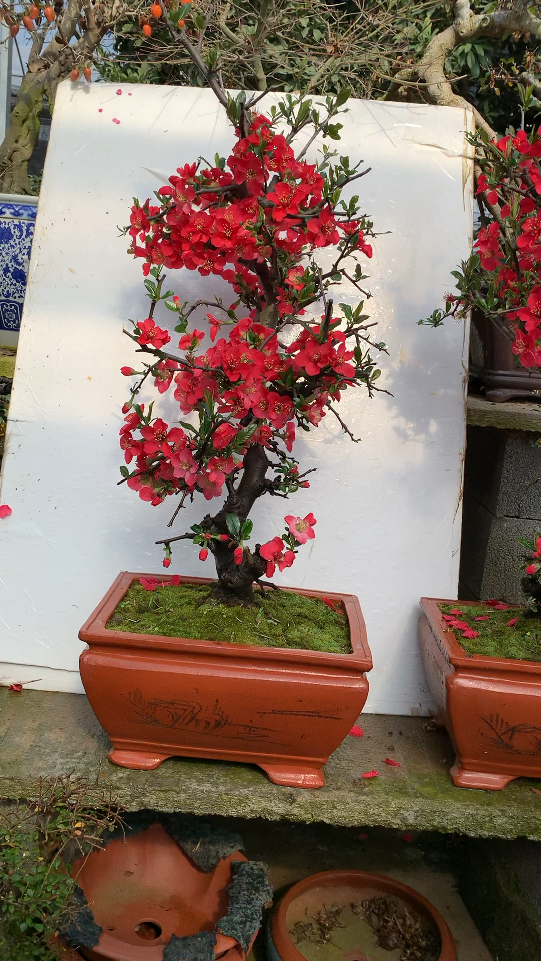 木瓜海棠盆景