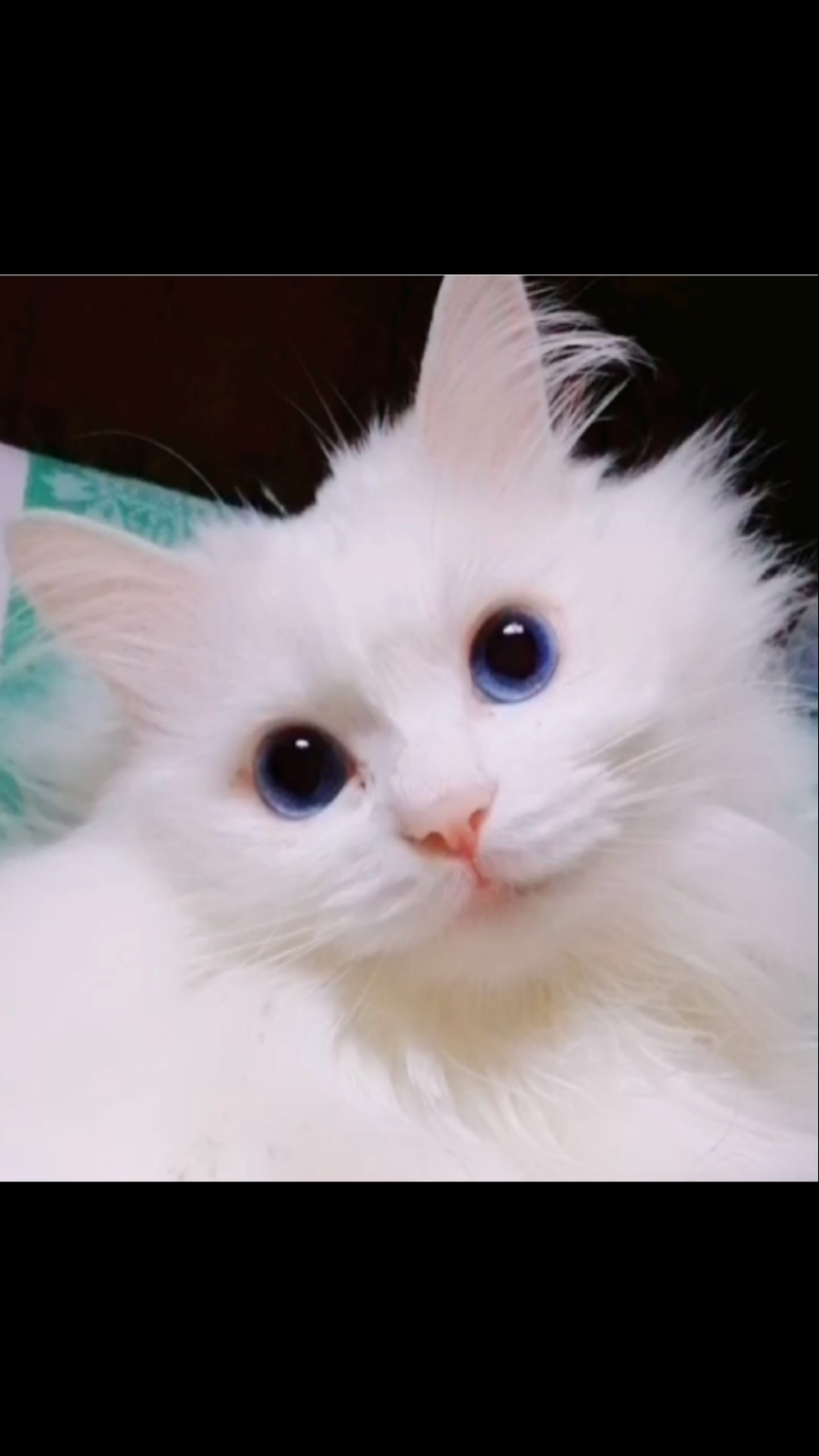 狮子猫#蓝蓝的大眼睛,天真无邪的地瓜.