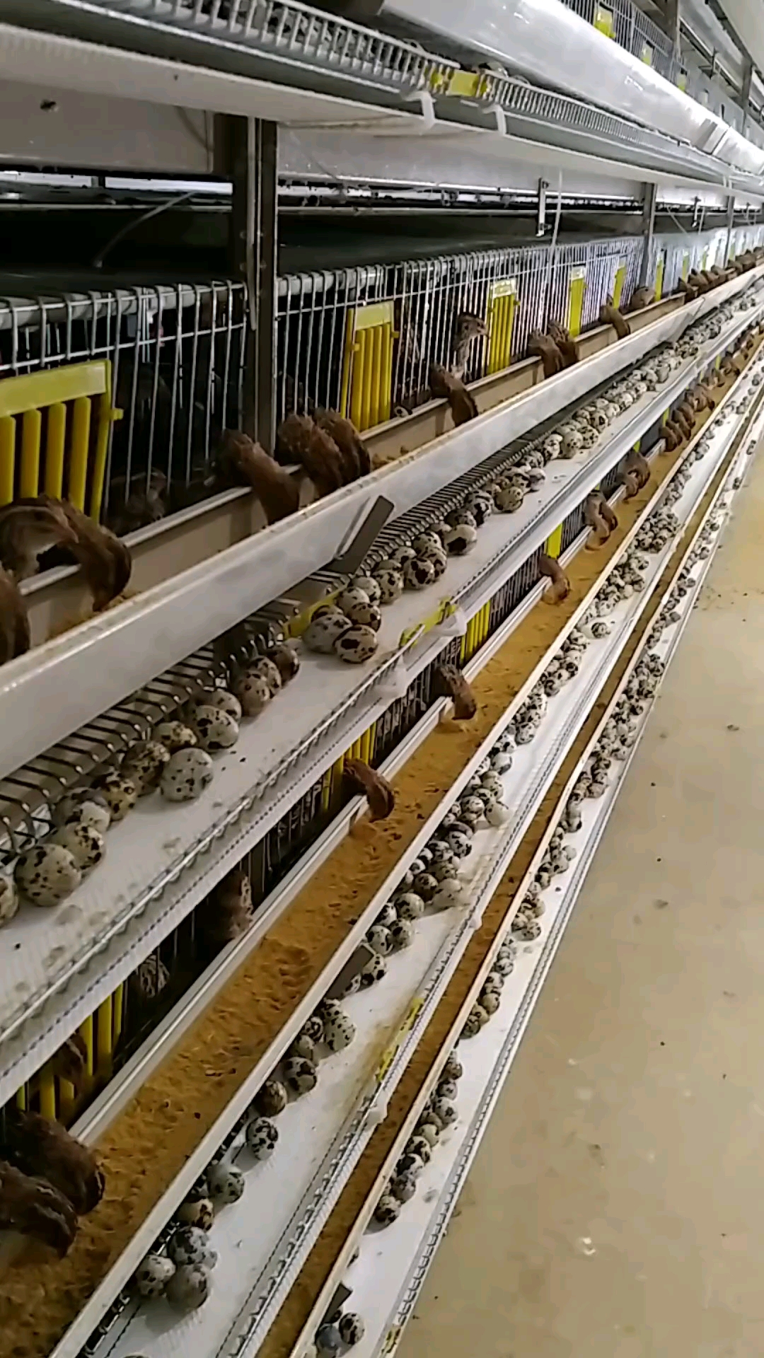 全自动化鹌鹑养殖设备#鹌鹑自动化养殖设备