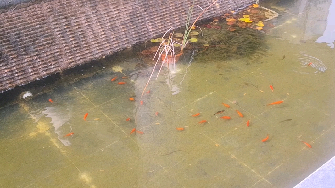 魚兒水中游#一群小草金,還挺養眼的.