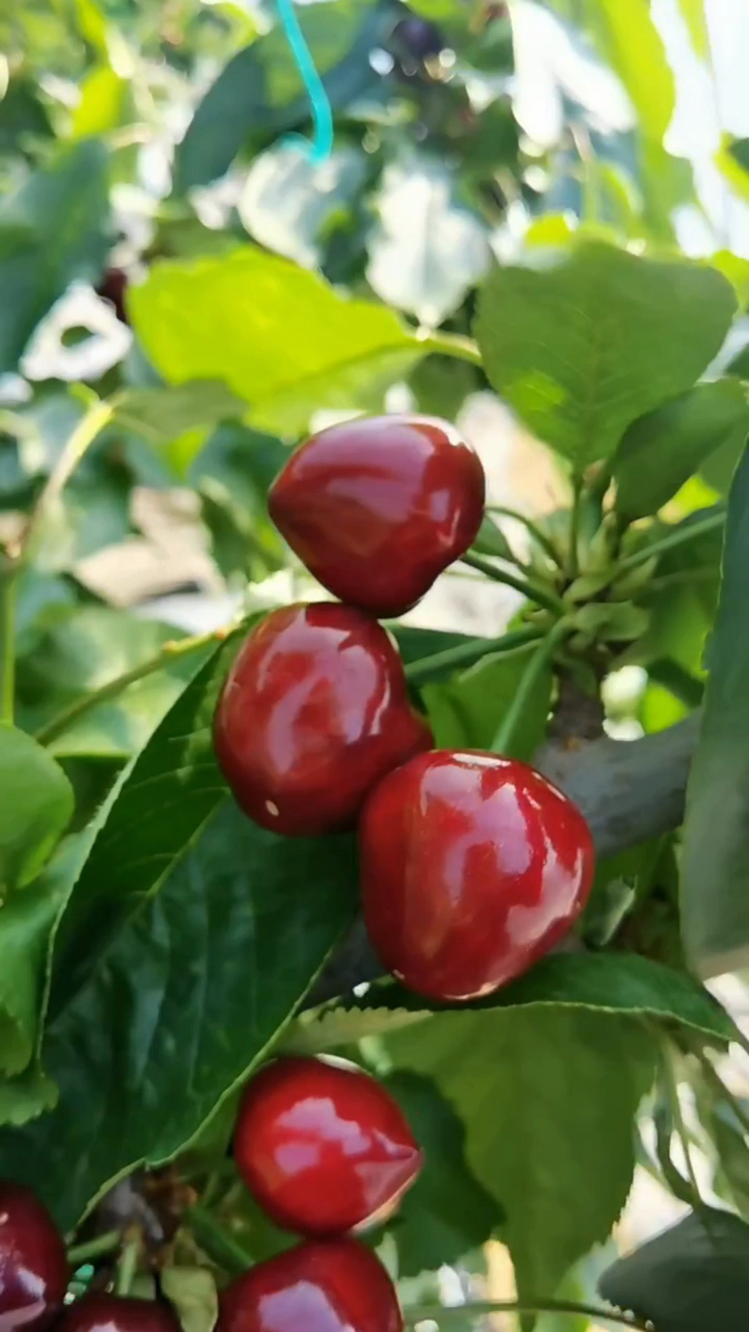 塔马拉樱桃图片