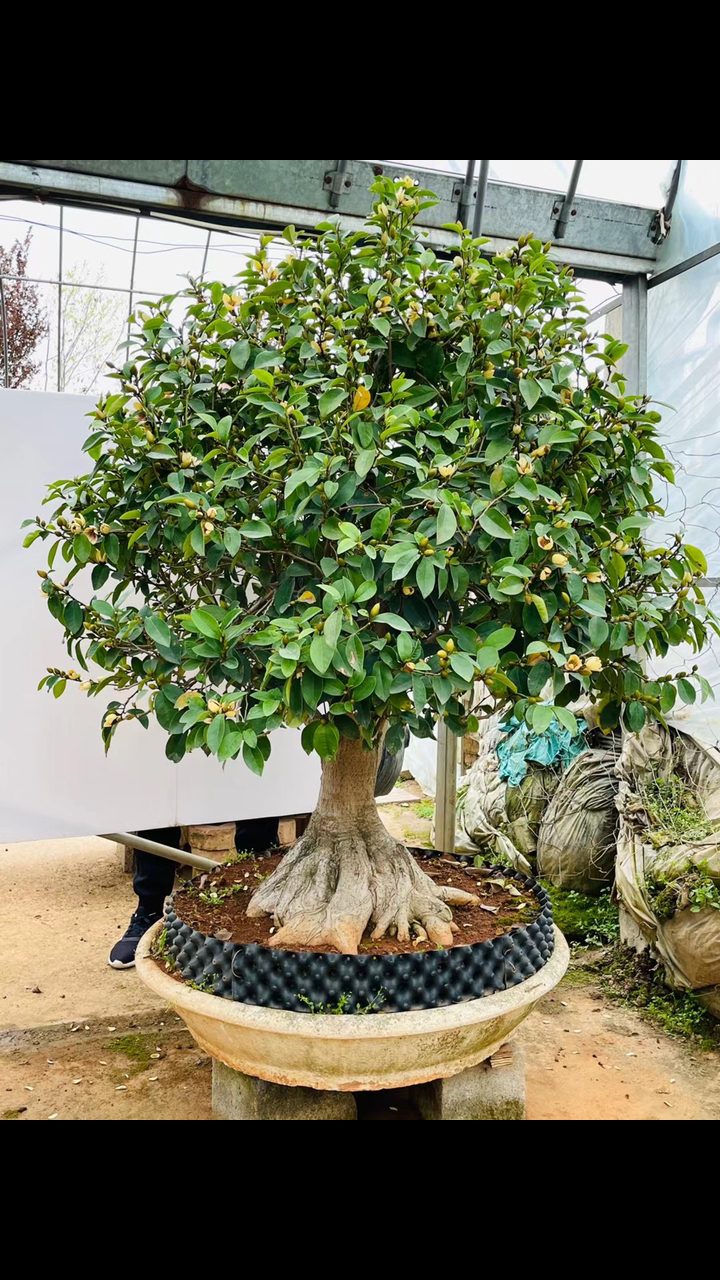 大型含笑老桩适合庭院摆放地栽-度小视