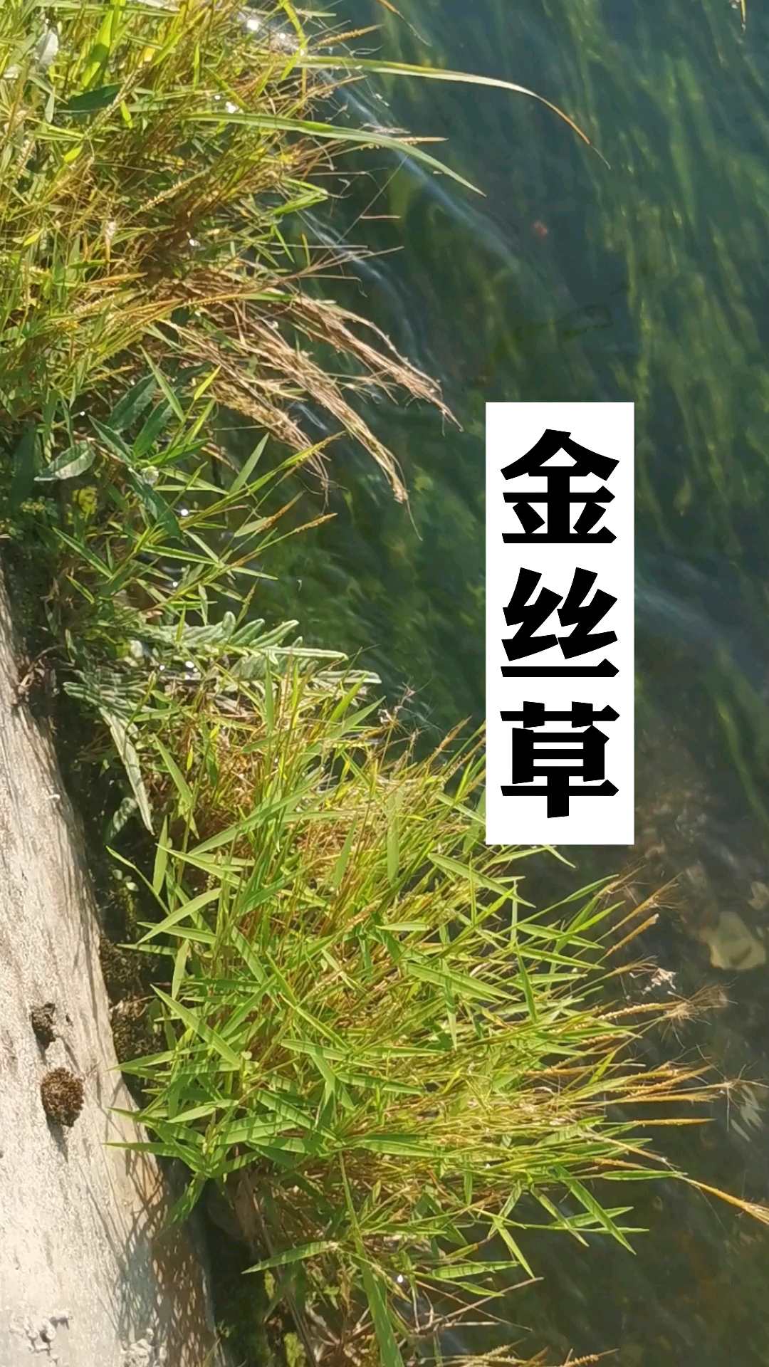 金丝草,你们那土话叫它什么?