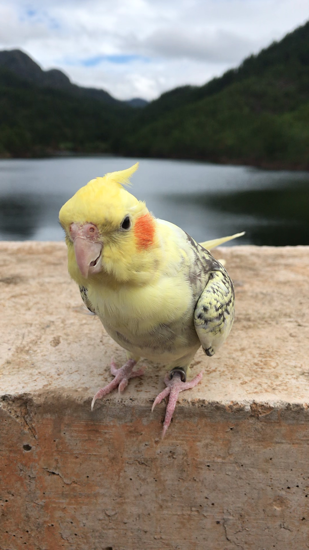 飞机头涂腮红的鹦鹉你们见过吗