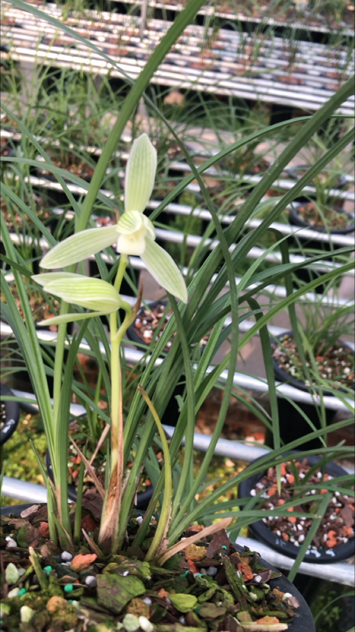 莲瓣兰白雪公主花色清新脱俗冰清玉洁白雪公主已觉醒绽放召唤七个小