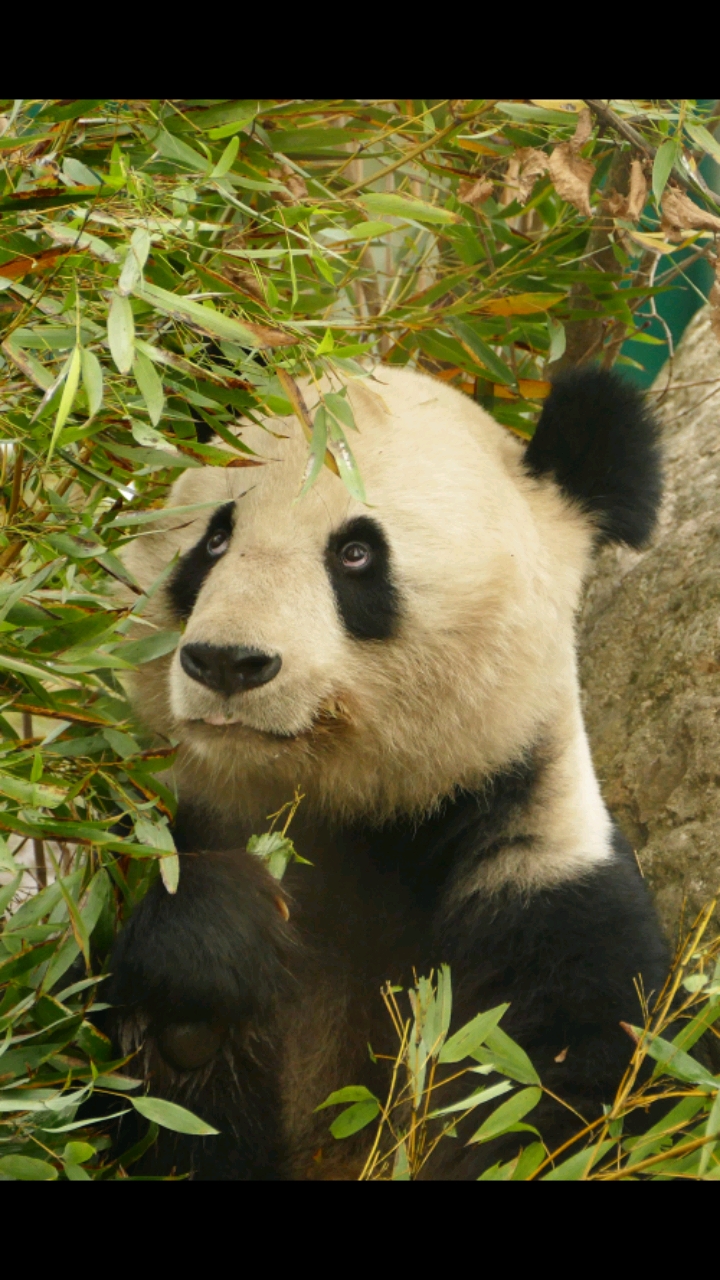 可爱的熊猫宝贝儿下午好