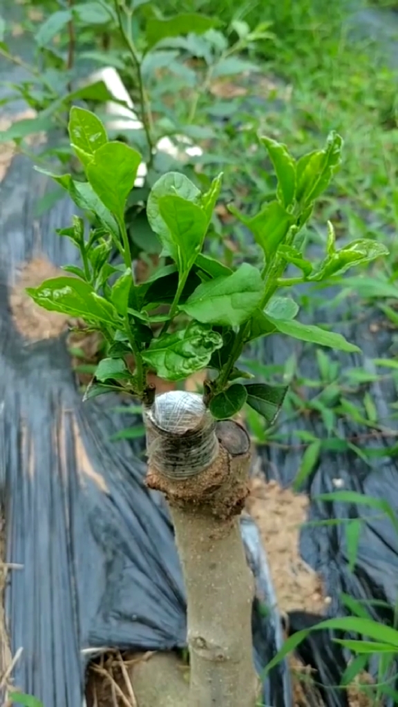 石榴嫁接技术分享,你一看就会.