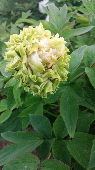 手机摄影#绿幕隐玉变化多端的牡丹品种