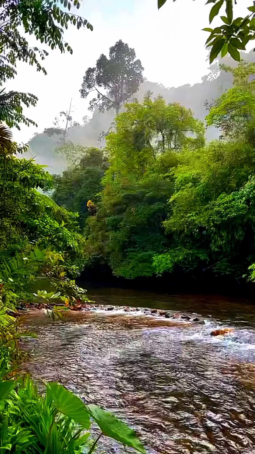 亲近大自然,风景秀丽,森林氧吧,雀鸟笙歌.