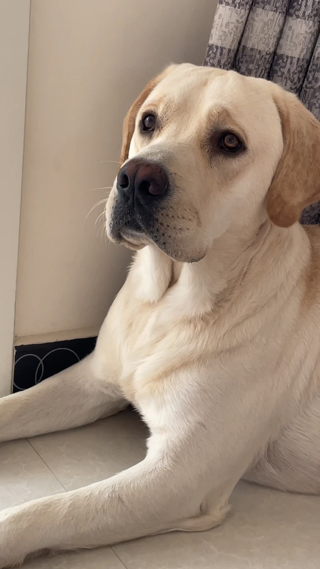 家有萌宠#这小脑袋瓜每天都在想啥呢