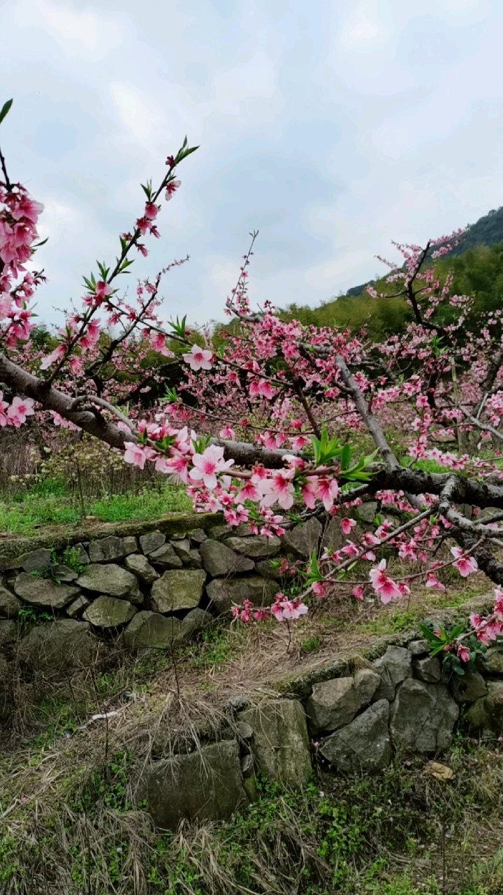 宁波任我游#桃花又开,安岩村