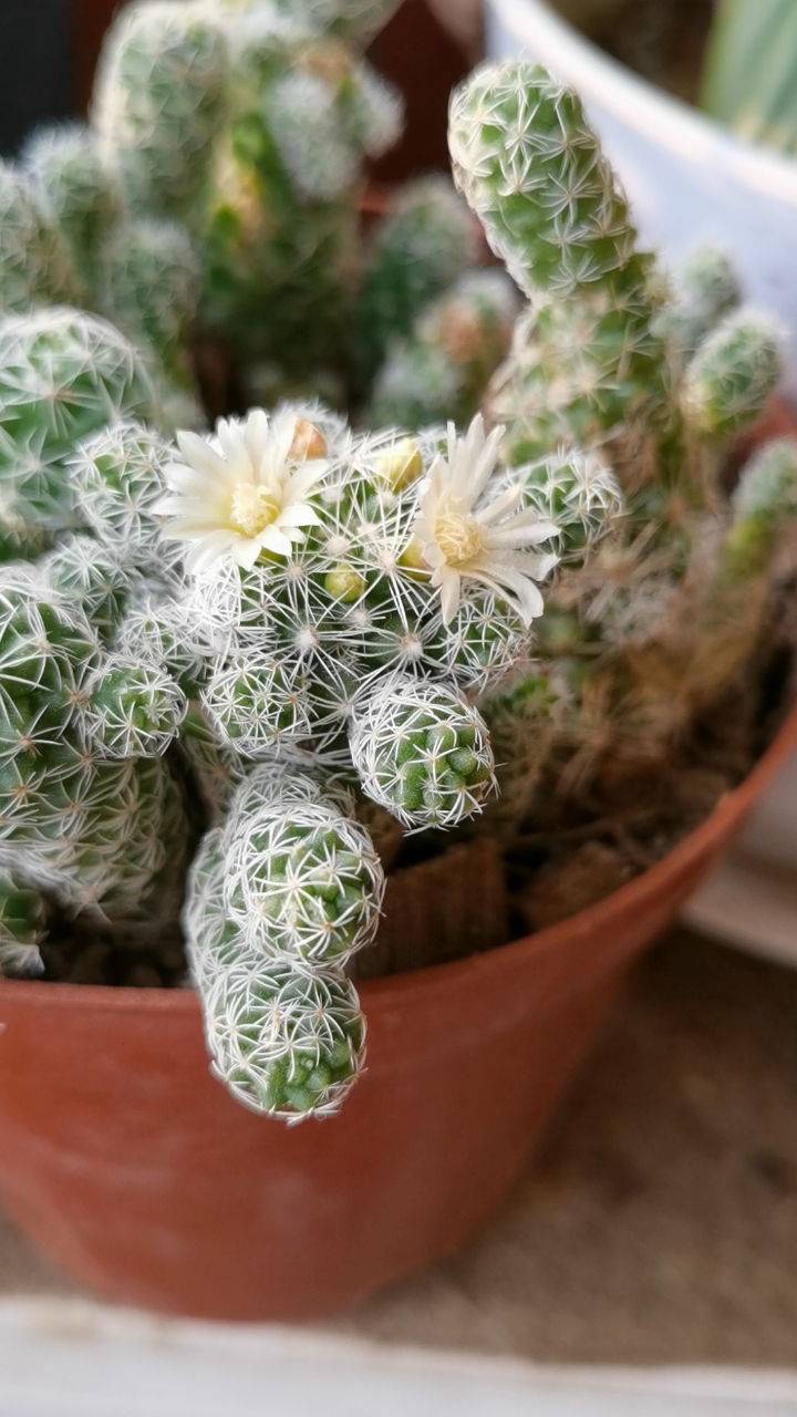 过好冬天#多肉银手指开花了94-度小视