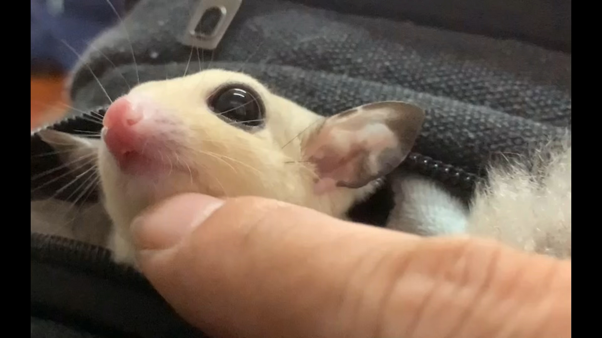 我家萌宠成精了#可爱的蜜袋鼯宝宝!呆萌可爱脾气温和!可甜可咸!