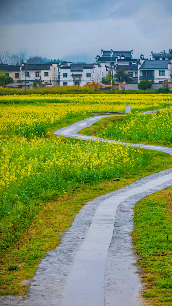 片片黃花開滿山,彎彎小路到村前.曾經相伴風和雨,再也難尋昔少年