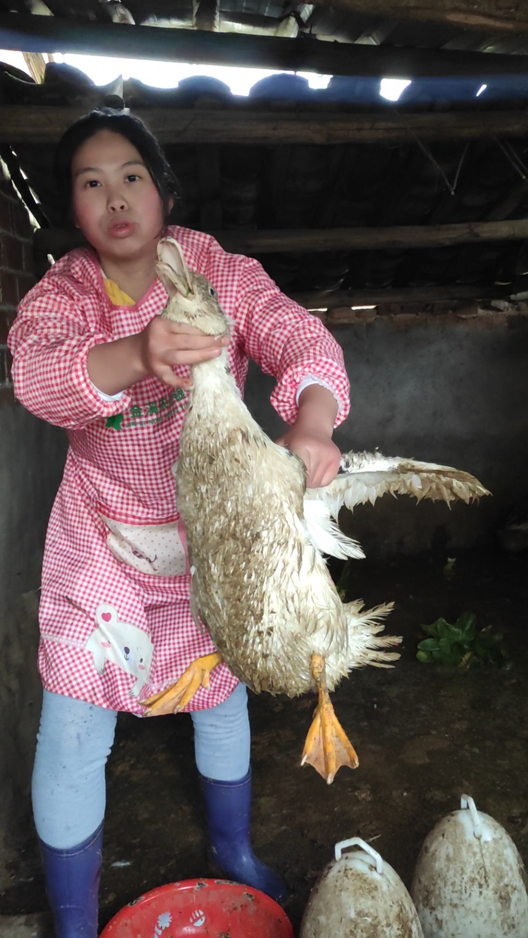 抓到一只大肥鸭