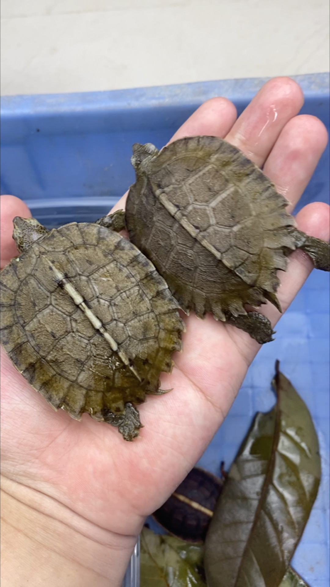 亚巨龟#一个可以长到30斤以上的半水龟,长大了可以骑着走的巨型龟