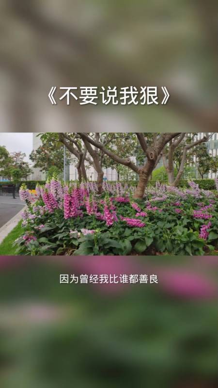 扎心情感语录#不要说我狠-全民小视频