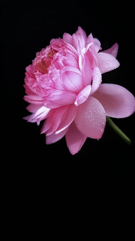 #大自然美景#千瓣莲又名观音莲,荷中尚品,寓意事事顺心如意,十里荷塘