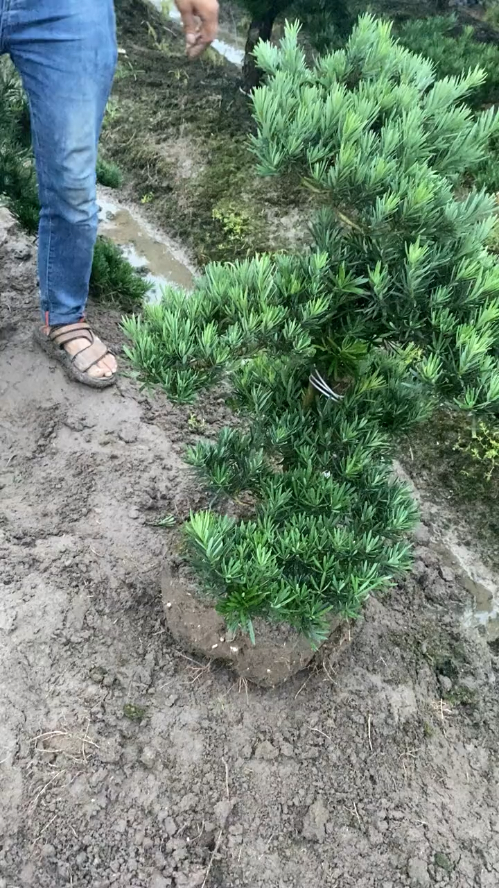 不一样的人生罗汉松盆景造型