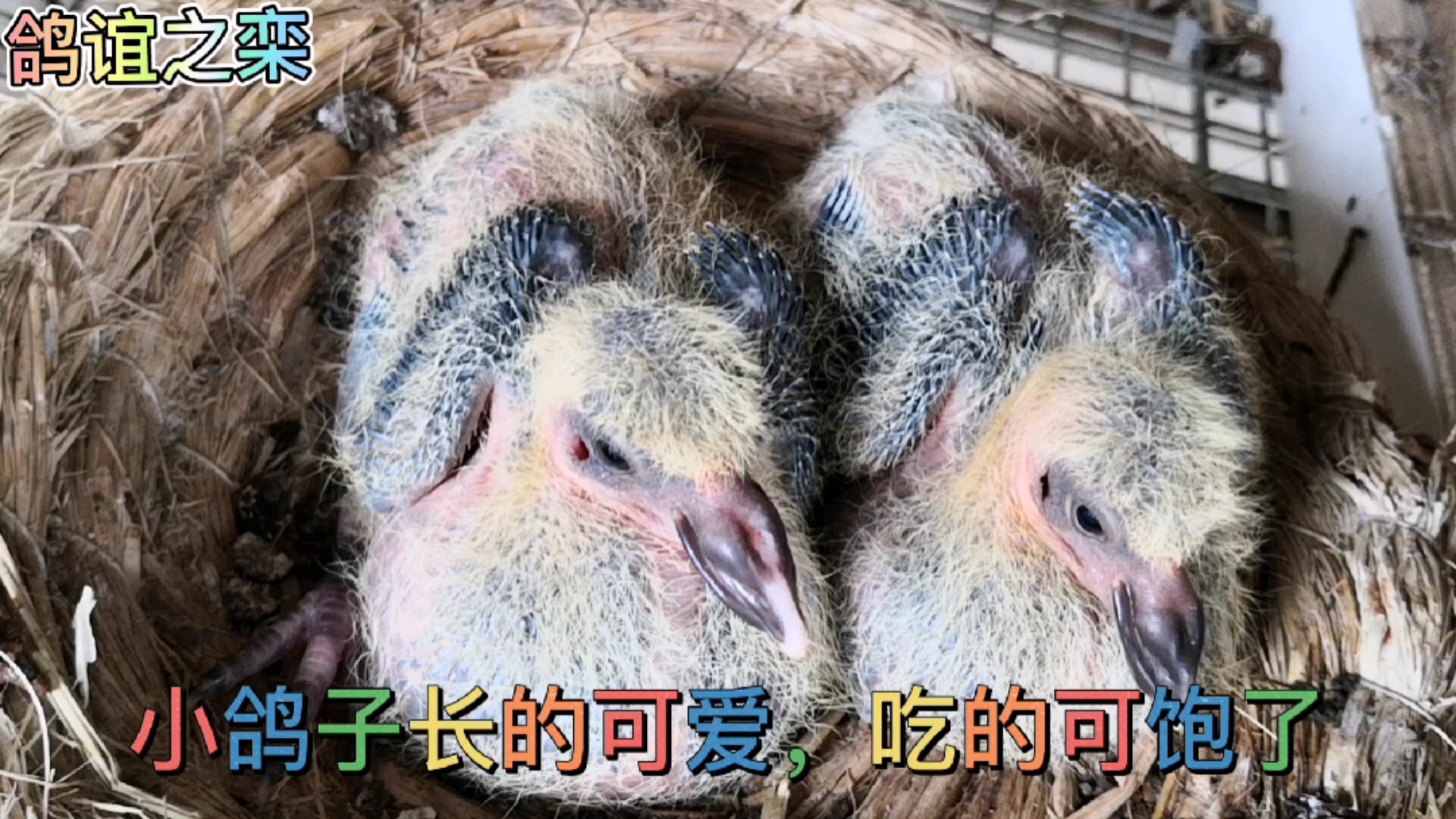 赛鸽#七天的小赛鸽吃的撑撑的,棒棒哒.