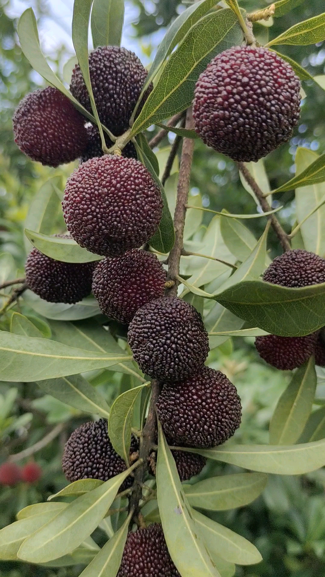 带你看三农#杨梅新鲜采摘黑炭杨梅优质农产品