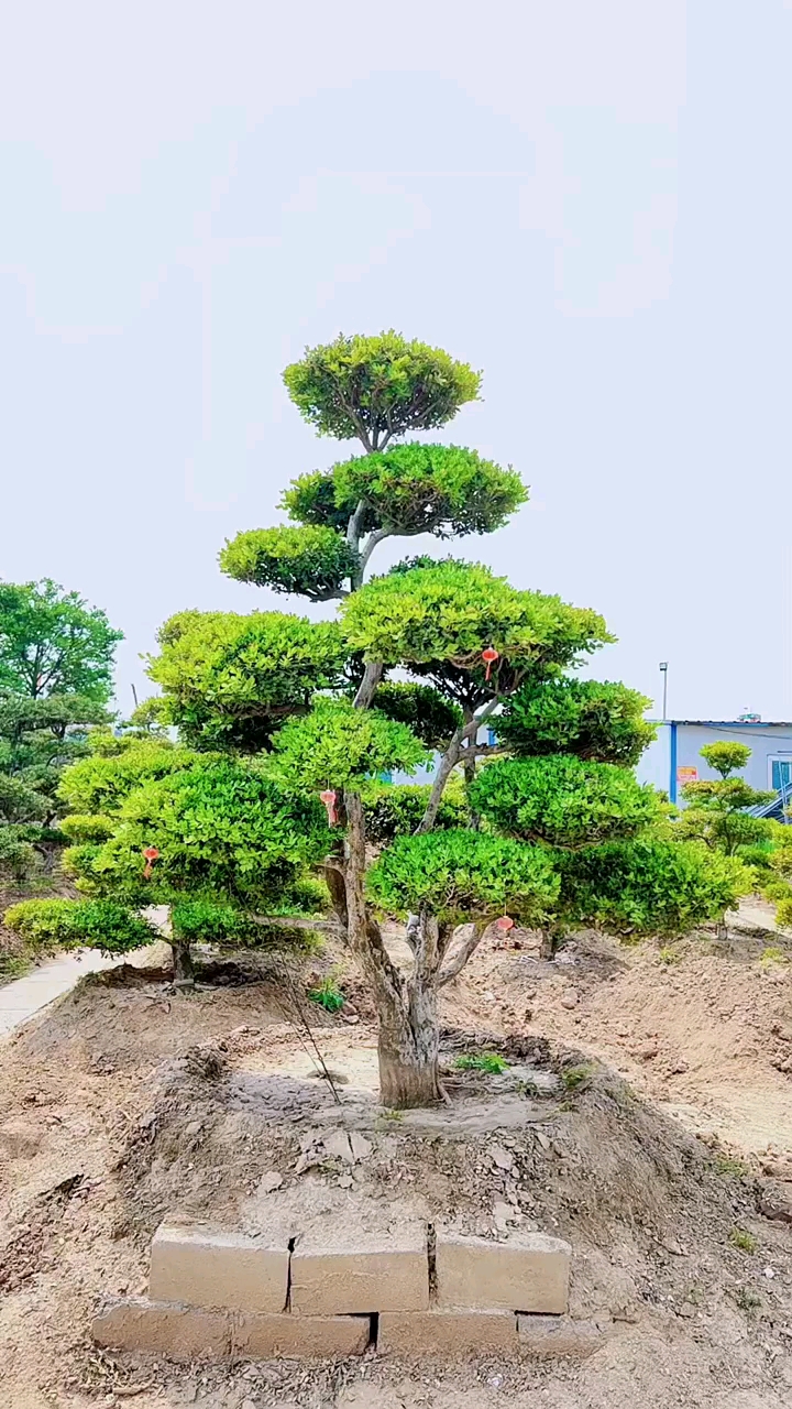 瓜子黄杨造型树四季常青不落叶耐寒耐旱南北方都可以栽植